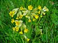 common cowslip, cowslip primrose